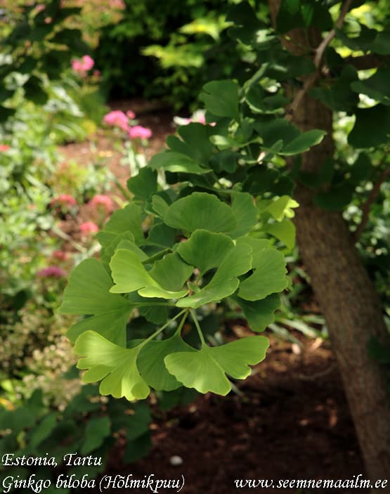 Ginkgo biloba Hõlmikpuu